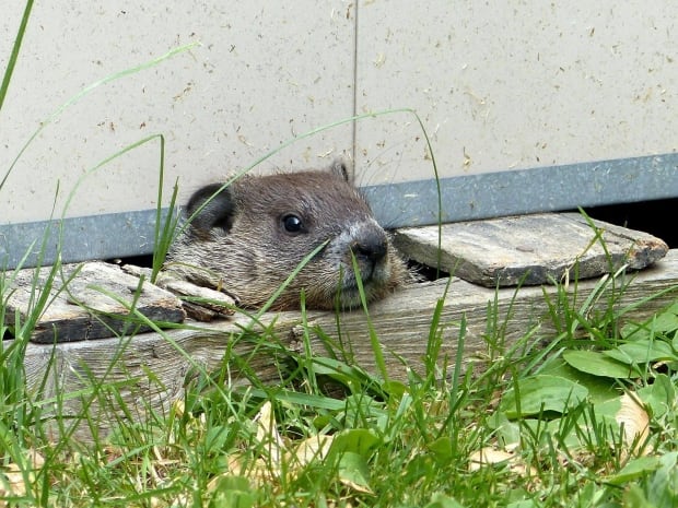 groundhog in Sudbury