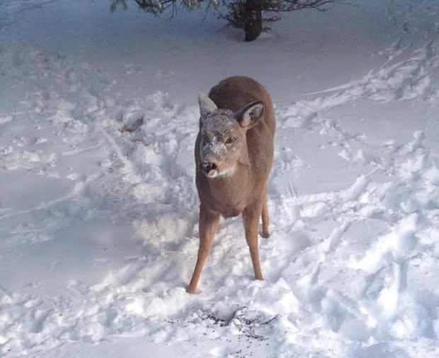 deer