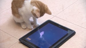 iPads for Cats