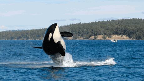 J2, also know affectionately as Granny, was estimated she was born around 1911 making her up to 105 years old. (Erin Heydenreich/Centre for Whale Research) J2 Granny