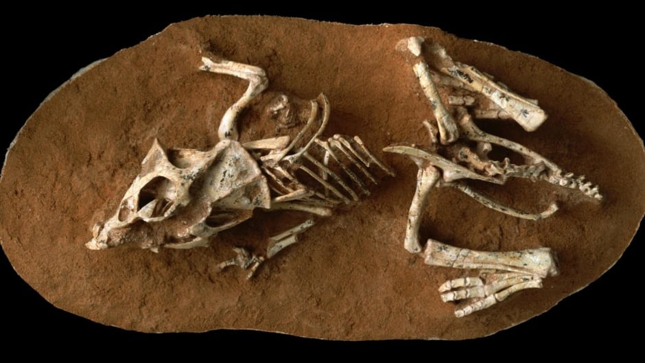 This is a photo of a hatchling Protoceratops andrewsi fossil from the Gobi Desert Ukhaa Tolgod, Mongolia.