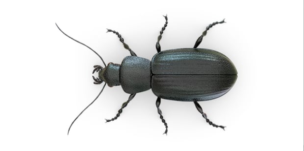Beetle