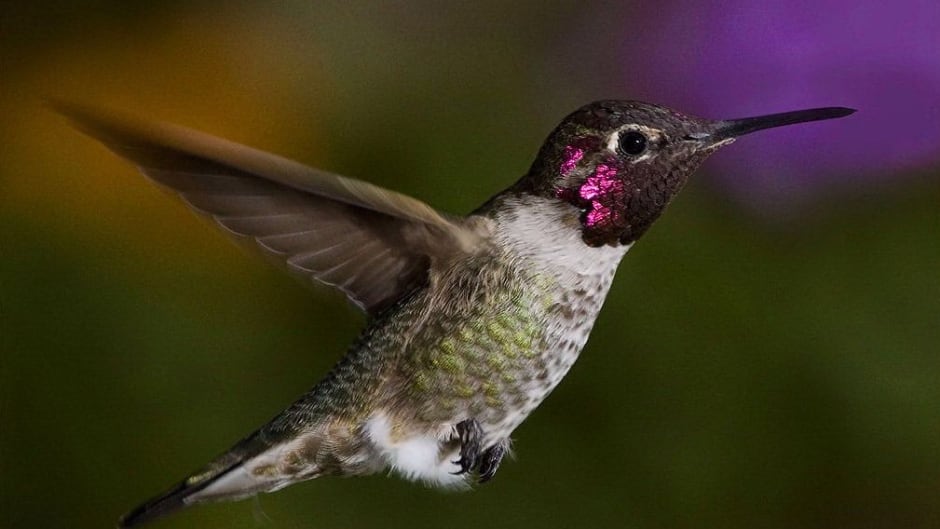 A male Anna's hummingbird in mid-flight.