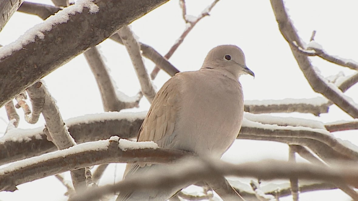 Dove datingsider i Canada