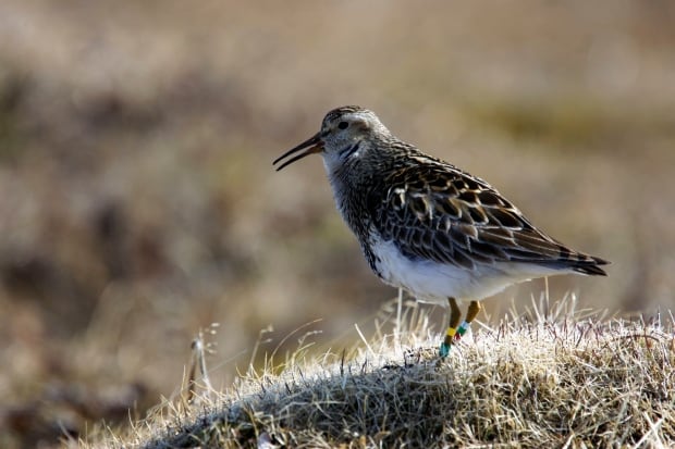 Sex Crazed Birds