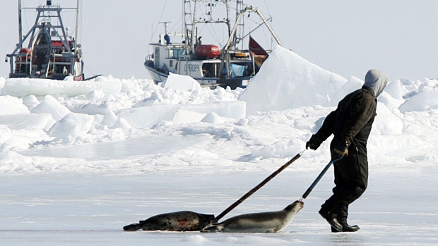 Opposition to seal ban grows within EU, where hunters alliance is optimistic rules will change; A sealer drags two dead harp seals back to his boat during the Canadian seal hunt on the ice flows in the Gulf of St\. Lawrence on April 1, 2005\.