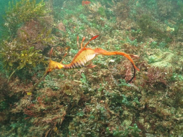 Common sea dragon