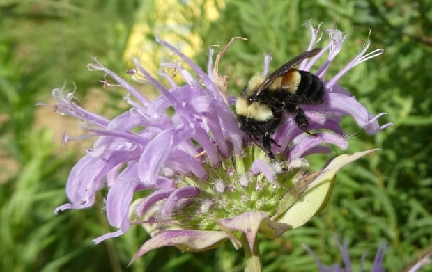 Endangered Bumblebee