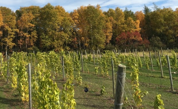 Experimental vineyard in NL
