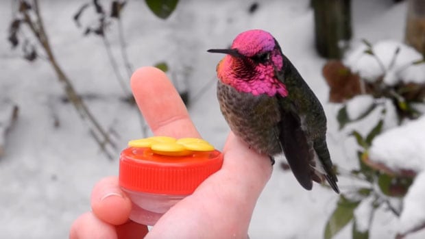 Hummingbirds Helped Through Cold Snap By Ardent Fans Cbc News