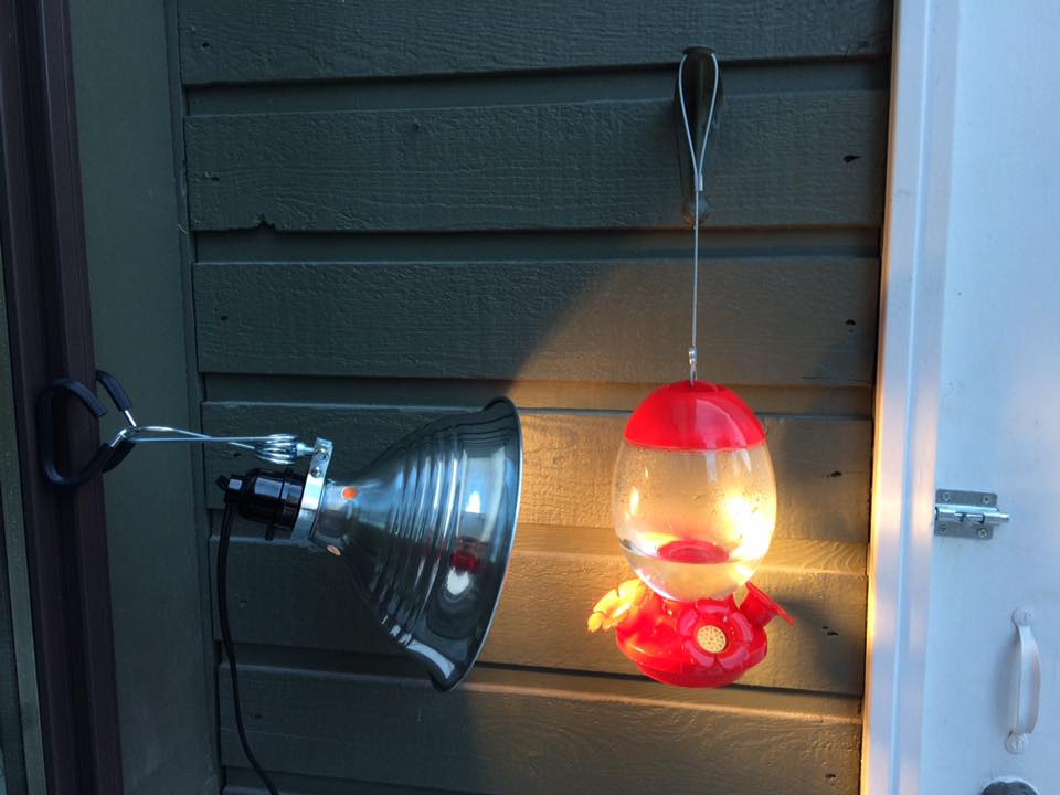 Hummingbirds Helped Through Cold Snap By Ardent Fans Cbc News