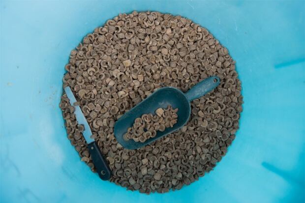 Urchin feed from Urchinomics