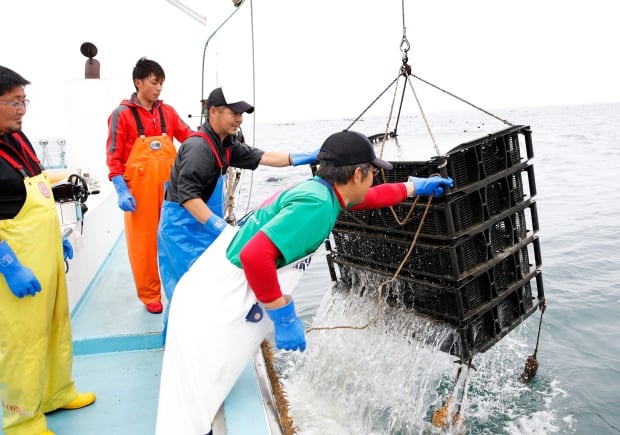 Urchin farming at sea Miyagi Japan
