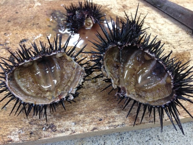 Empty urchins from the barrens