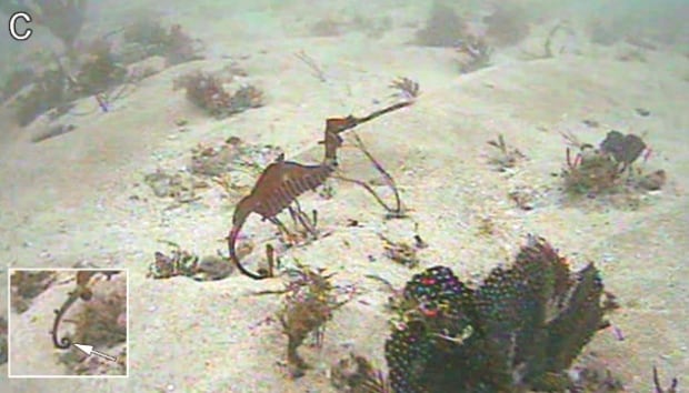 Ruby sea dragon live