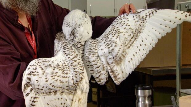 A snowy owl in mid preparation