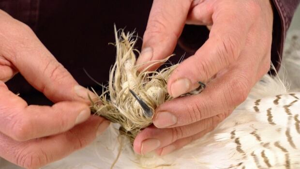 The feathers must be cleaned prior to storage