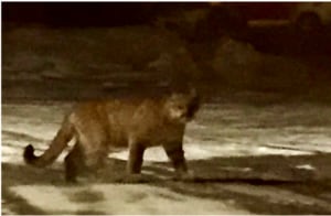 cougar penticton