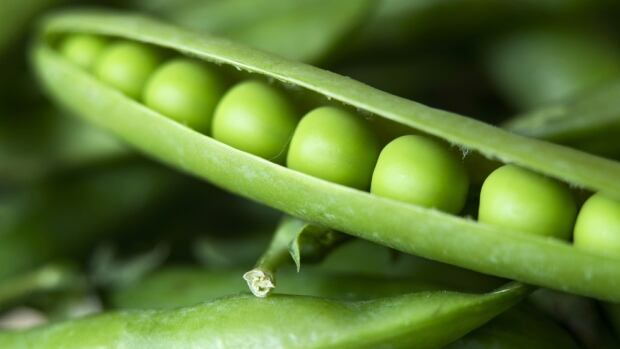 $400M plant to open in Portage la Prairie