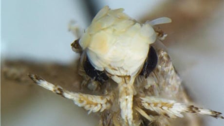 Neopalpa donaldtrumpi. Donald Trump moth