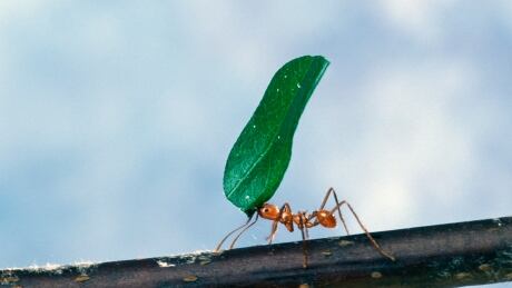 Ants are able to separate the direction that they are going from what they are seeing, allowing them to navigate backwards. Ant
