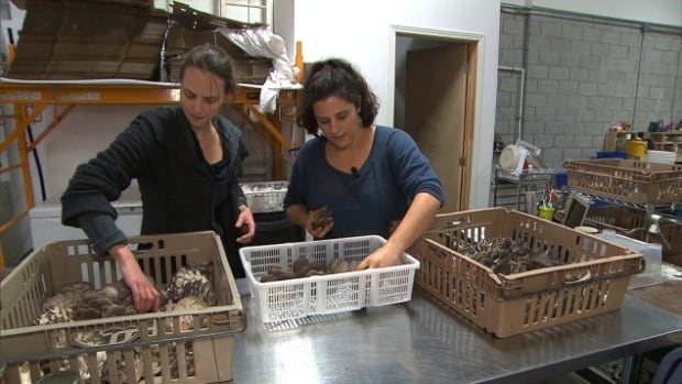 Dominique Lynch-Gauthier and Lysiane Roy-Maheu