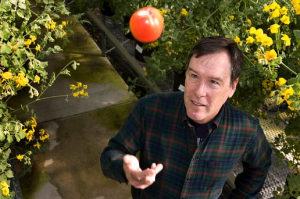 Harry Klee Tomatoes