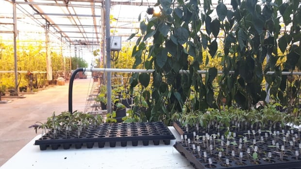 Schurman greenhouse