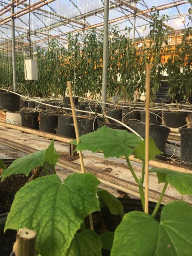 Schurman greenhouse