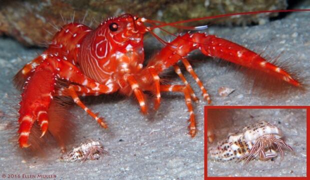 candy-stripe-crab-and-lobster