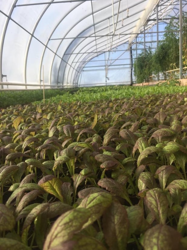 Schurman greenhouse greens