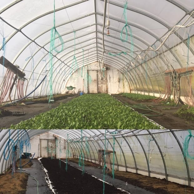 Schurman greenhouse soil