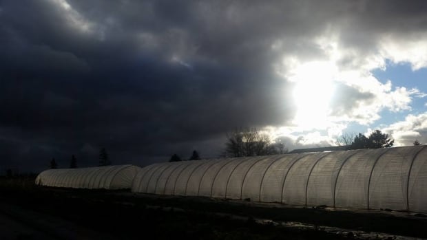 Heart Beet Organics greenhouse 2