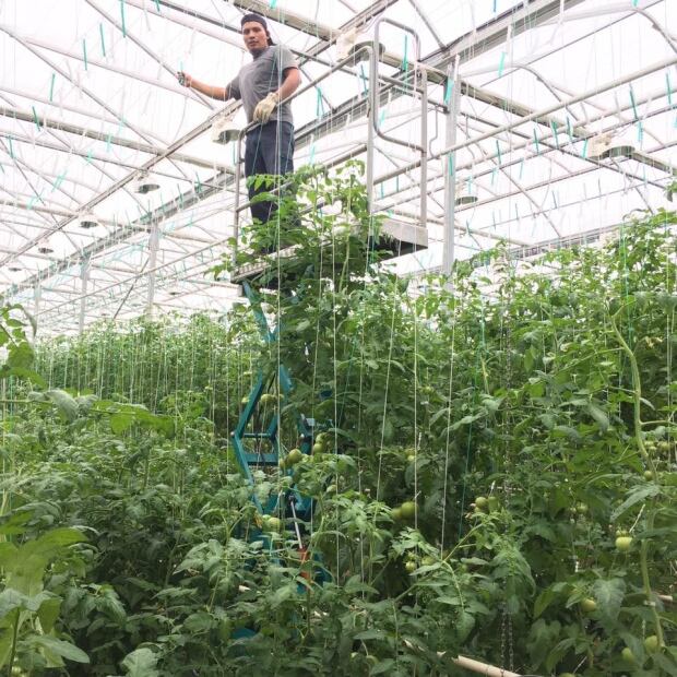 Schurman Family farm greenhouse grafting tomatoes