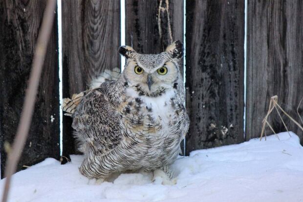 Great horned owl