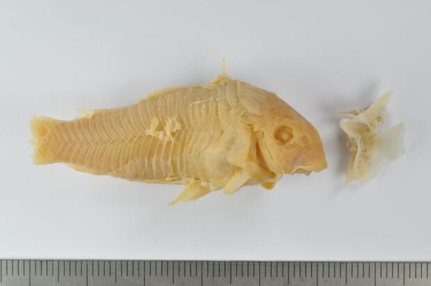 beer catfish