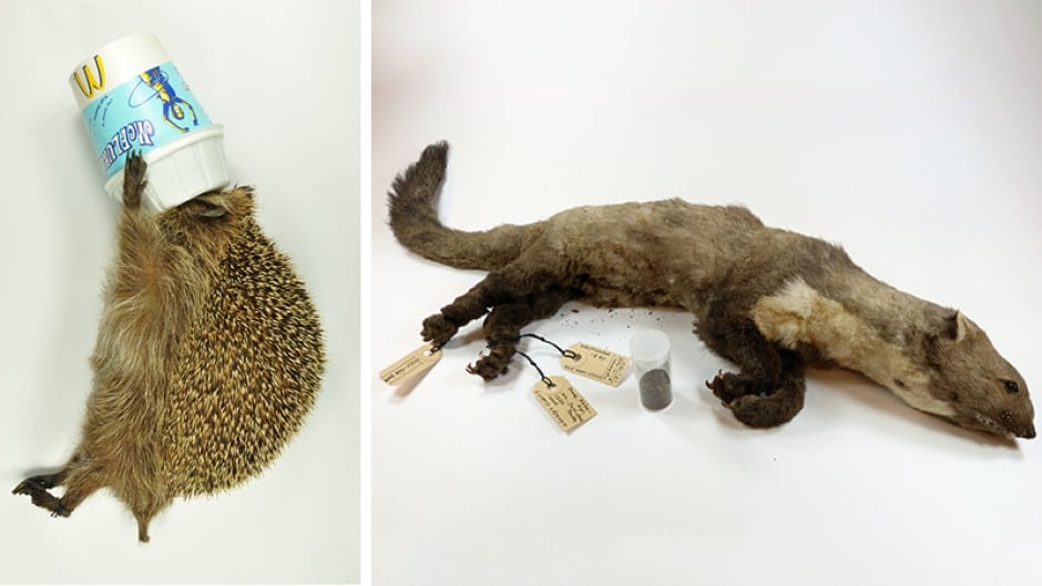 The famous CERN weasel (right) is the latest addition to Rotterdam Natural History museum's Dead Animal Tales exhibition. The weasel, who made headlines after it was electrocuted by the Large Hadron Collider, joins other animals like the McFlurry hedgehog in the quirky collection.