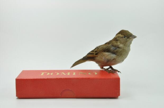 sparrow