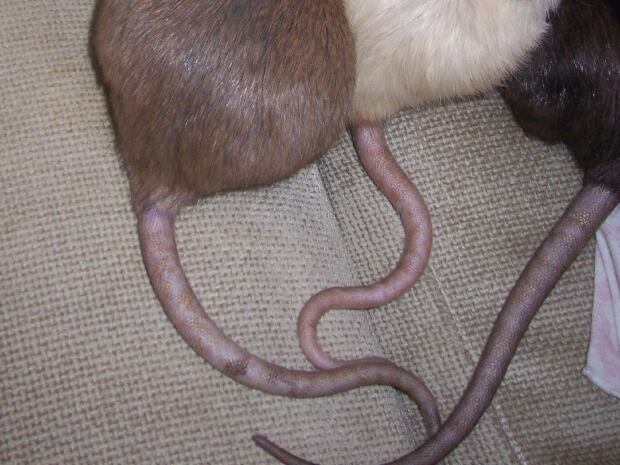 Rat tails