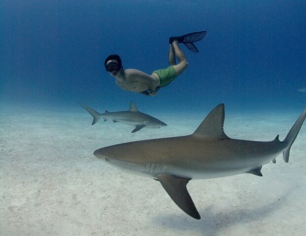 Rob Stewart