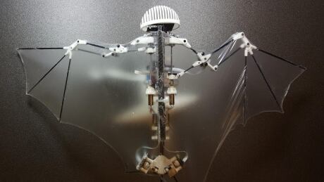 This photo provided by Alireza Ramezani, University of Illinois, shows a Bat Bot, a three-ounce flying robot that they say can be more agile at getting into treacherous places than standard drones. Because it mimics the unique and more flexible way bats fly, this new robot prototype can do a better and safer job getting into disaster sites and scoping out construction zones than those bulky drones with spinning rotors, said the three authors of a study released Wednesday, Feb. 1, 2017, in the journal Science Robotics. Bat Robot