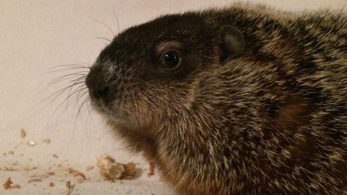woodchuck wyn debuts groundhog day predictions in winnipeg woodchuck wyn debuts groundhog day predictions in winnipeg