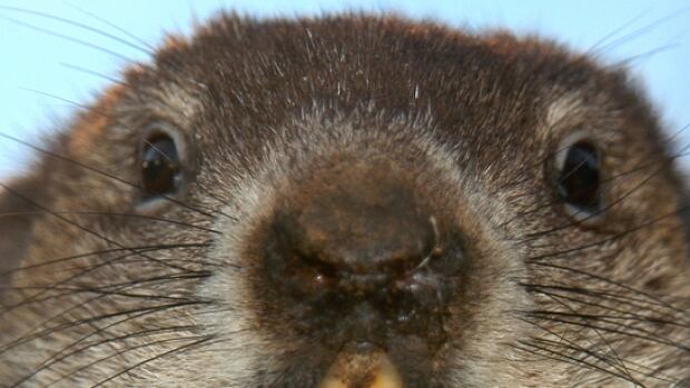 groundhog day x files it s official punxsutawney phil predicts quot an eternity of groundhog day x files it s official punxsutawney phil predicts quot an eternity of