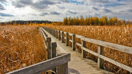 Wetlands, like this peat bog near Ottawa, are incredibly effective at sequestering carbon - helping fight climate change. Peat Bog