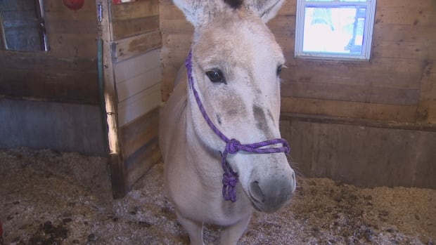 Zelda the zonkey poses for a photo in her new Chester Basin home.