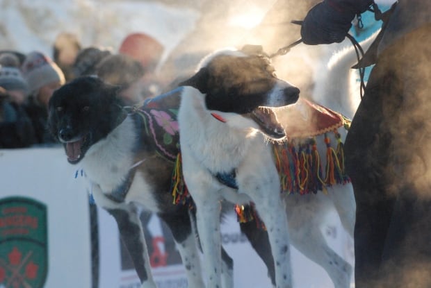 North-dog-blankets-1