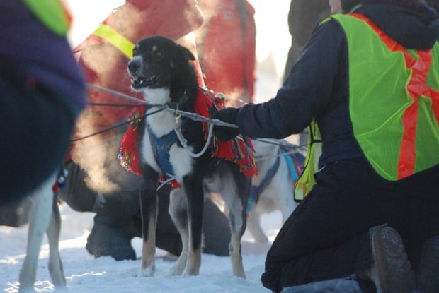 Yukon-Quest-North-dog-blankets-3