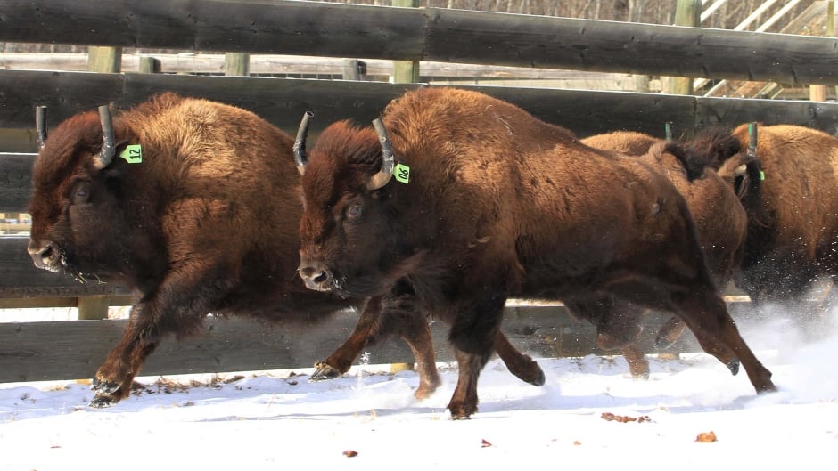A herd of 16 bison was relocated into Banff National Park on Monday. Five of the animals have tracking collars which transmit data back to the Environment Canada team.