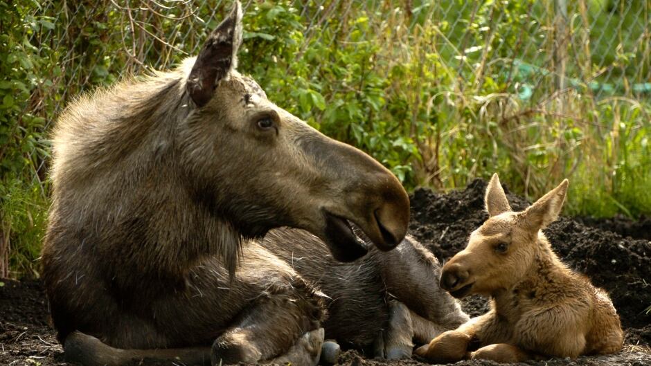 What do you think? Is it time to ban the hunt on moose calves? Or do we need other reforms?