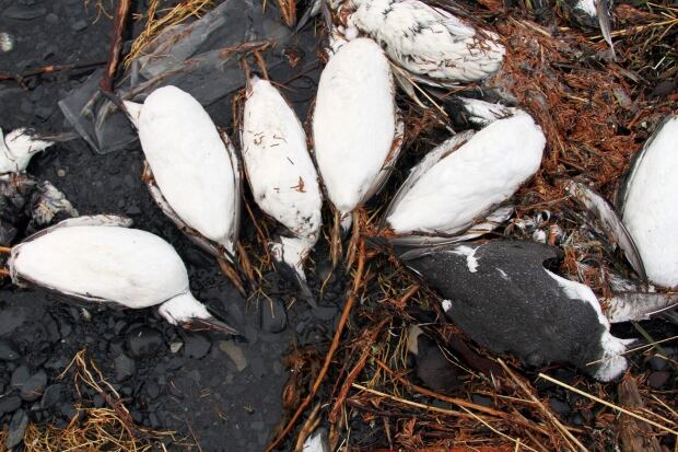 North Pacific Bird Deaths